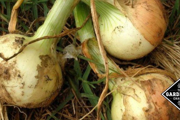 Kraken ссылка onion 2kmp