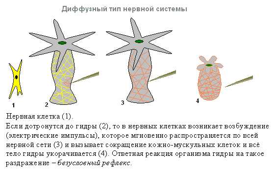 Гидра альтернатива